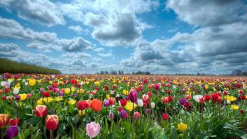 field of flowers photo